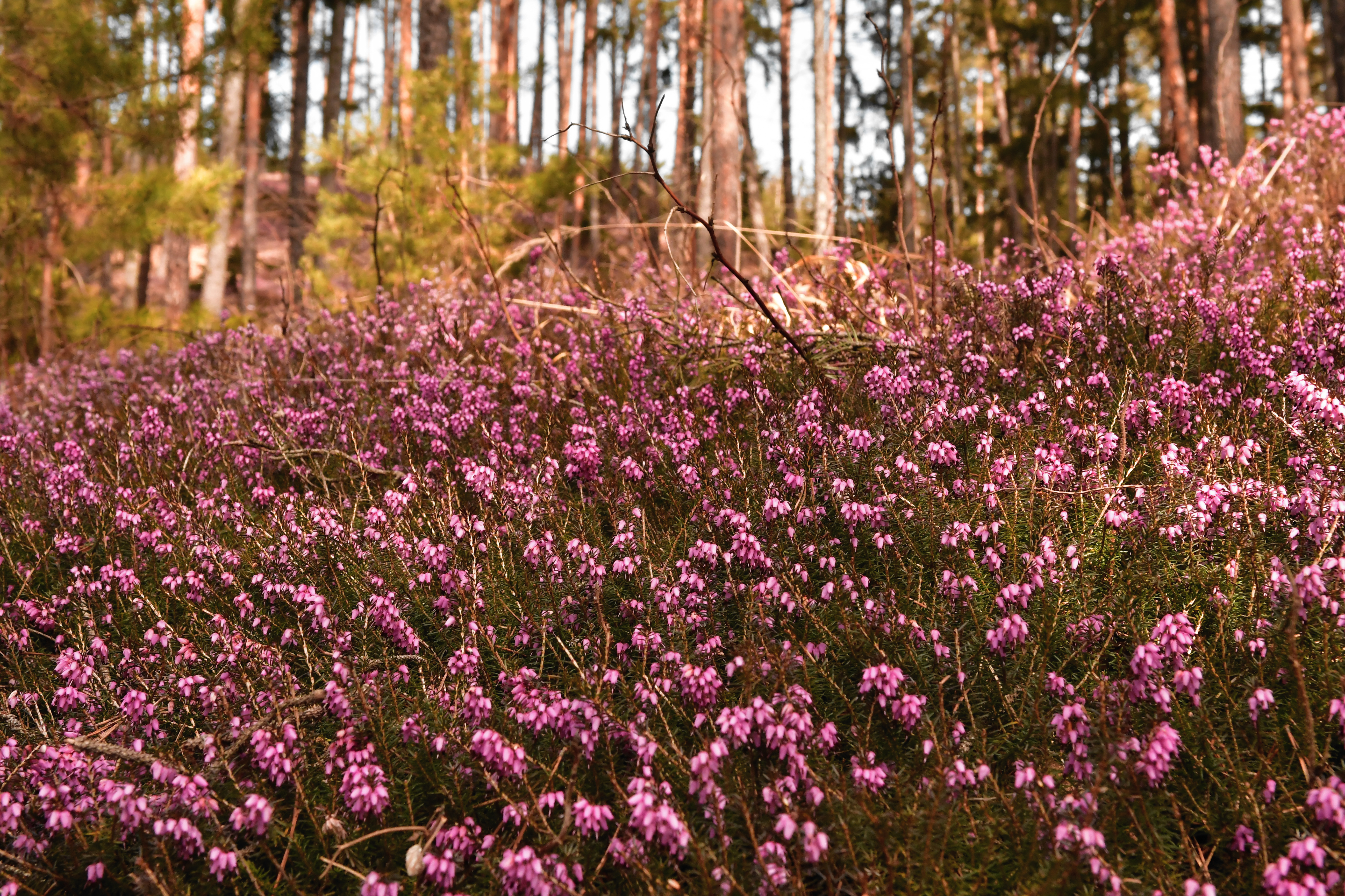 Naturschutzgebiet Gulsenberg 