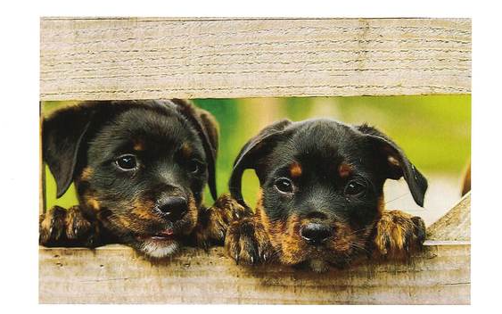 Hundekundekurs
