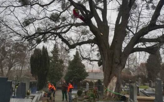 Alte, morsche Linde am Friedhof musste wegen Pilzbefalls stark zurückgeschnitten werden.