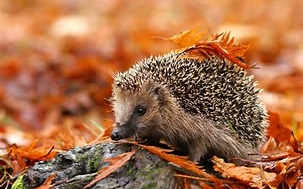 Igel erstmals unter den gefährdeten Tierarten 