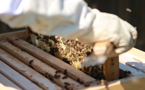 Besuch beim Imker - Einblick ins Leben der Bienen