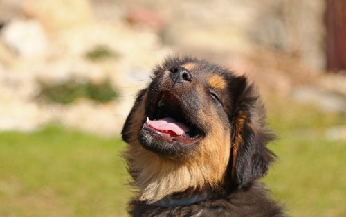 Hundekundekurs am 11.04.2025