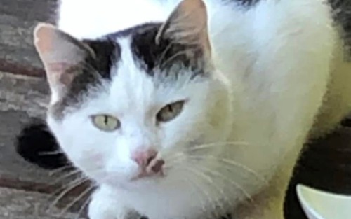 Kater vermisst!