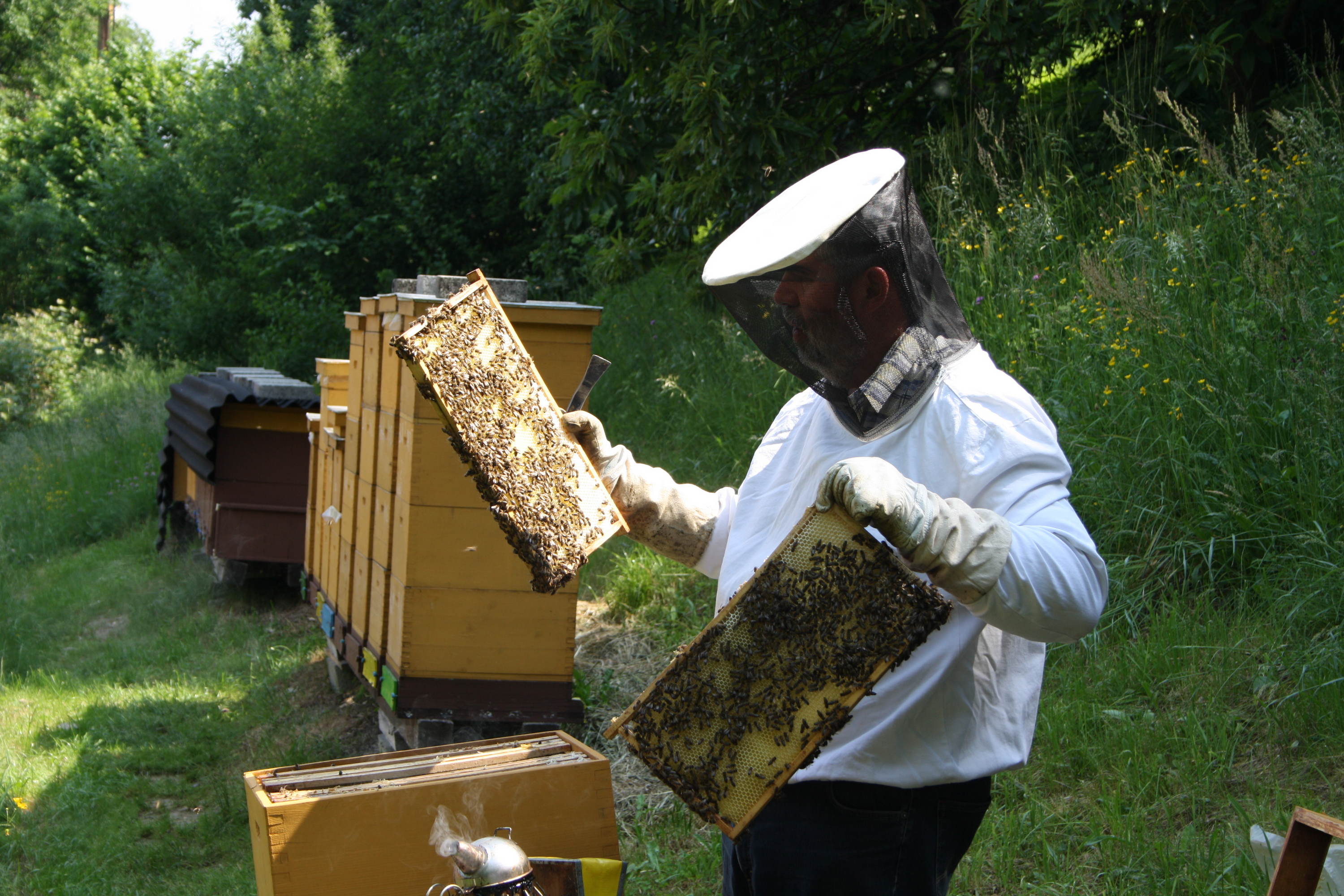 Tag des offenen Bienenstocks in der Imkerei Oberdorfer in Wildon