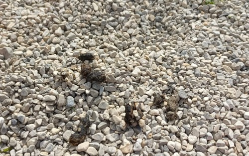 Hundeverbot auf dem Spielplatz