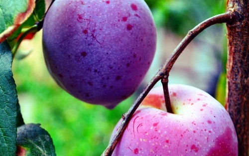 ErntereferentIn für Obst für das Gemeindegebiet Gutau gesucht!