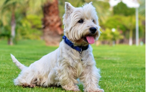 Hundekundekurs am 27.06.2025