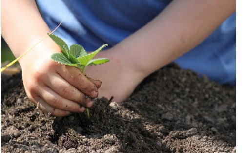 Plant for the planet