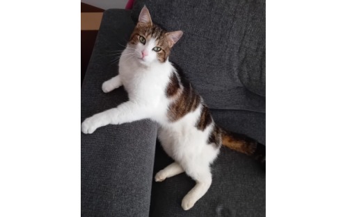 Kater vermisst