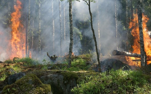 Waldbrandschutz-Verordnung 2025