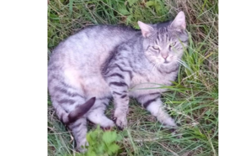 Kater in Rehgraben gefunden