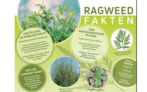 Ragweed-Informationen