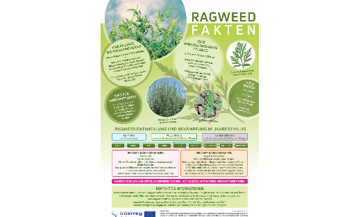 Ragweed-Informationen