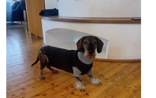 Dackelrüde Aaron wird gesucht!