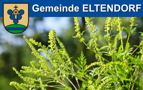 Ragweed - Sommer 2025
