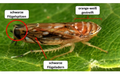 Sofortmaßnahmen Grapevine flavescence dorée (Goldgelbe Vergilbungskrankheit)