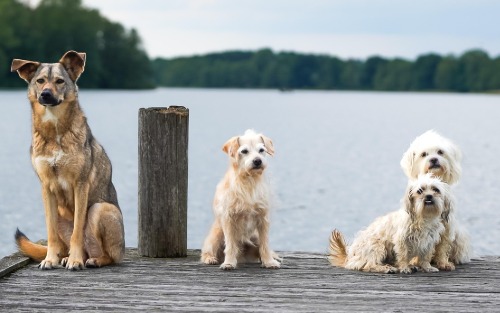 An- & Abmeldung von Hunden