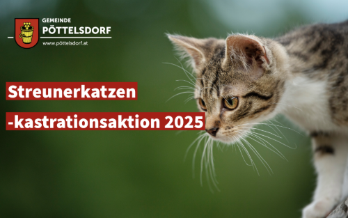 Streunerkatzenkastrationsaktion 2025