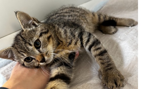 Kater sucht ein Zuhause
