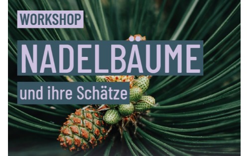 Workshop - Nadelbäume und ihre Schätze