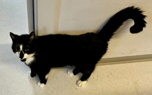 Wer vermisst diesen Kater?