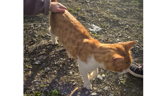 Katze in Lind Ahornweg