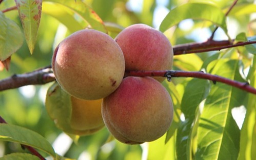 Bestellaktion für Obstbäume über das Streuobst - Kompetenzzentrum Burgauberg-Neudauberg