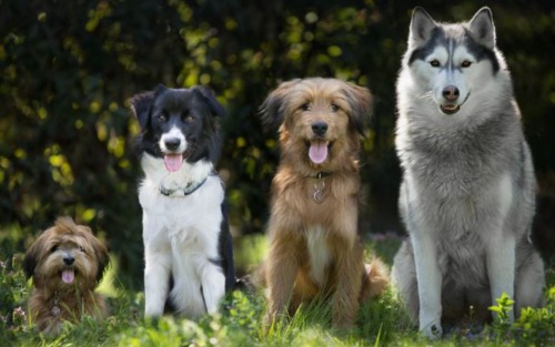 Hundekundekurs