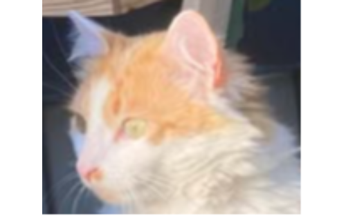 Katze entlaufen