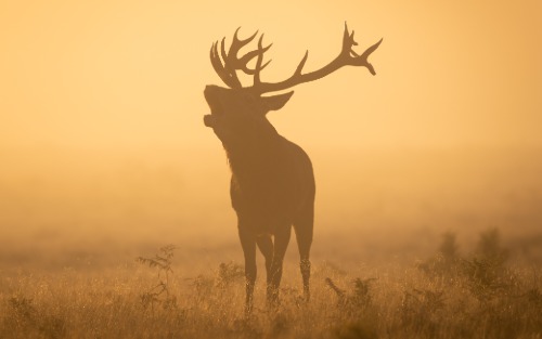 Jagdpachtschilling Ardning Jagdpachtschilling Ardning