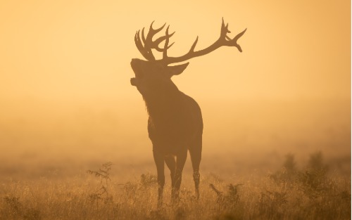 Jagdpachtschilling Oppenberg Jagdpachtschilling Oppenberg