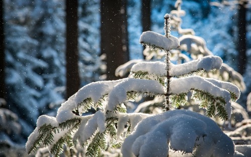 Christbaumverkauf AUJESKY Christbaumverkauf AUJESKY