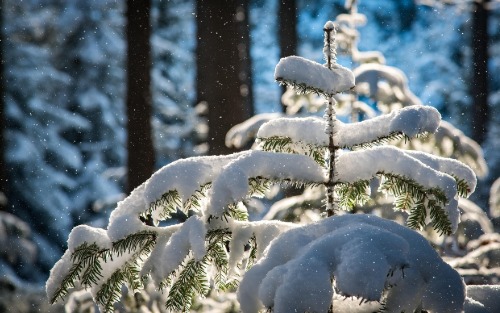 07.12.2025 Christbaumverkauf, Wildalpen 07.12.2025 Christbaumverkauf, Wildalpen
