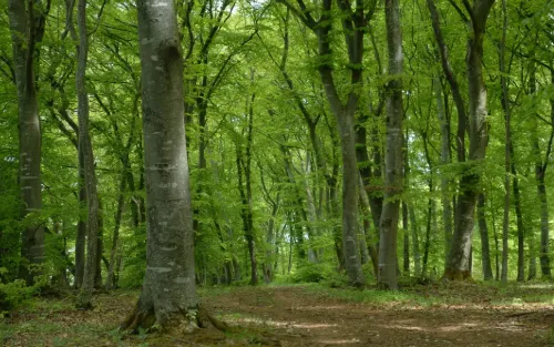 27.11.2025 „Klimafitte Waldbewirtschaftung“, Deutsch Tschantschendorf