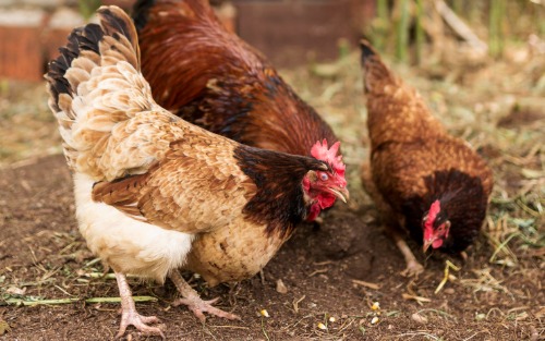 Information zur Geflügelhaltung in Gebieten mit erhöhtem Geflügelpest-Risiko