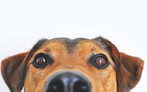 Hundesachkundekurse 2026