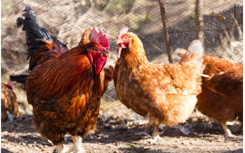Information zur Geflügelhaltung in Gebieten mit erhöhtem Geflügelpest-Risiko