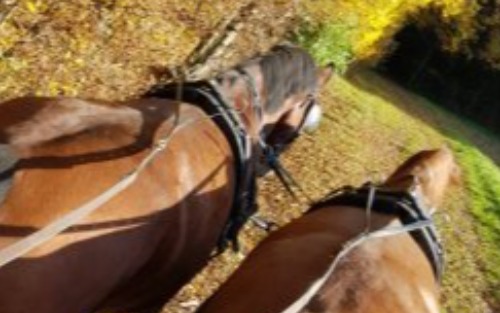 Ländliche Meisterschaft im Gespannfahren und Jungpferdeprüfung Ländliche Meisterschaft im Gespannfahren und Jungpferdeprüfung