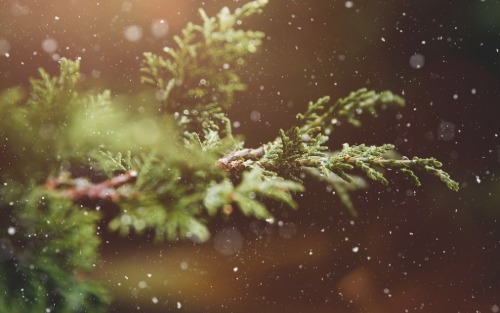 15.12.2025 Raumberger Advent, HBLFA Raumberg-Gumpenstein