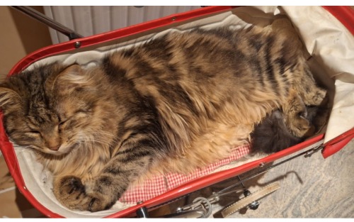 Kater Willi wird vermisst!