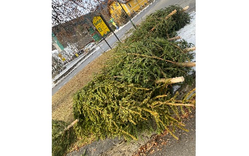 Christbäume zur freien Entnahme