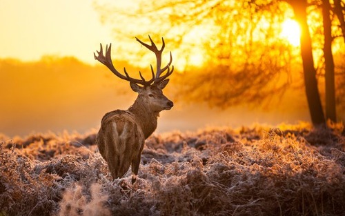 Jung- und Aufsichtsjägerkurs 2026