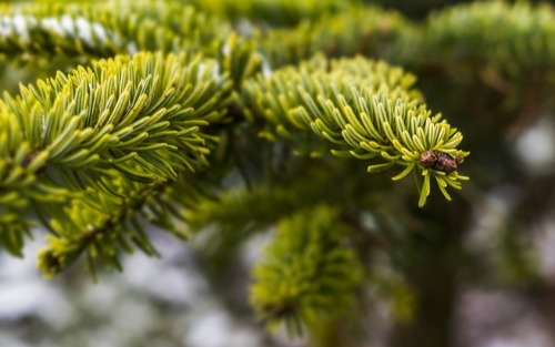 Christbaumverkauf in Donnersbach