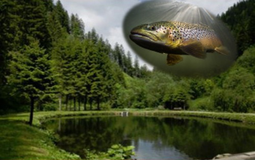 Weihnachtsverkauf im Fischereizentrum Rachau