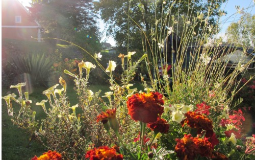 Kastanien und Sturm beim Bürgermeister Kastanien und Sturm beim Bürgermeister