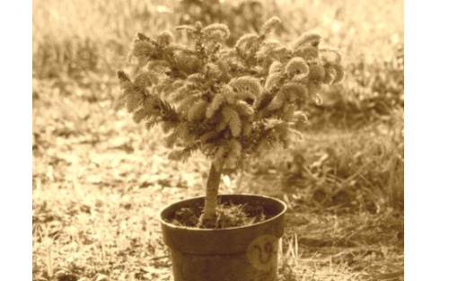 Forstpflanzenbedarf 2026