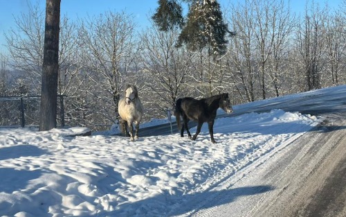 Pferde ausgekommen - Aussichtsplattform Brandl