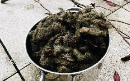 Mit Pflanzen färben - Grundlagen