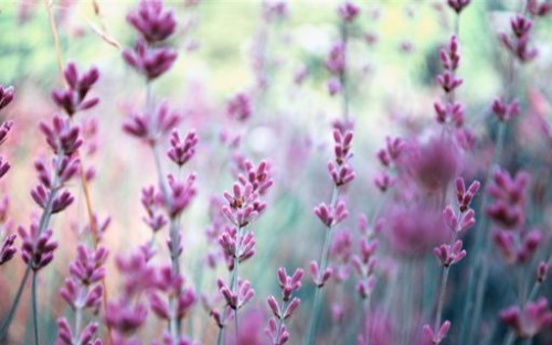 Strauchschnittabholung