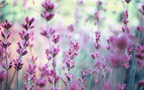 Abschlußveranstaltung Blumenschmuckbewerb 2025